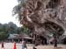 040828tonsai15